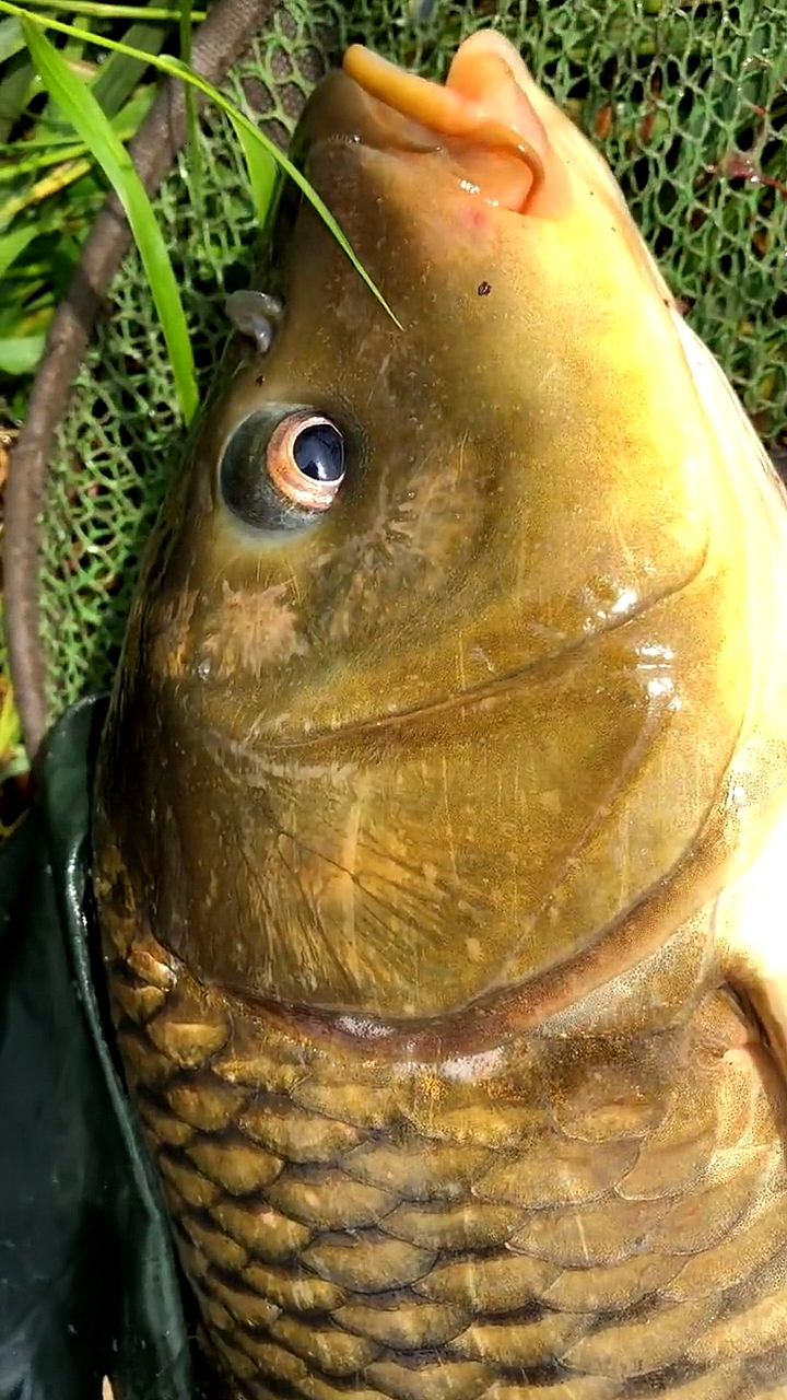 这是高手钓获一尾纯野生的黄金鲤这条鲤鱼妹妹太美啦