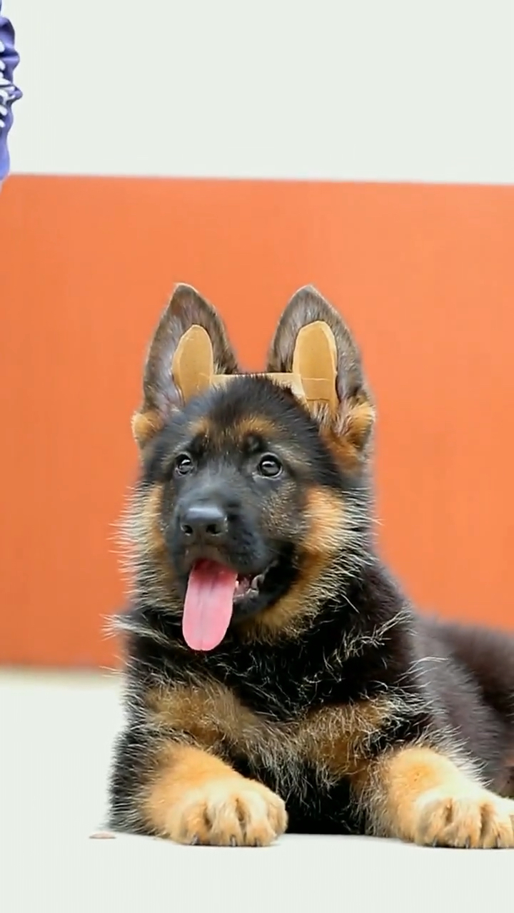 德牧#2个半月罗塔