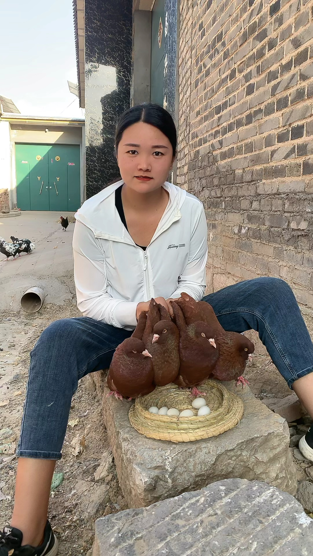 中国红大体元宝鸽又下蛋了