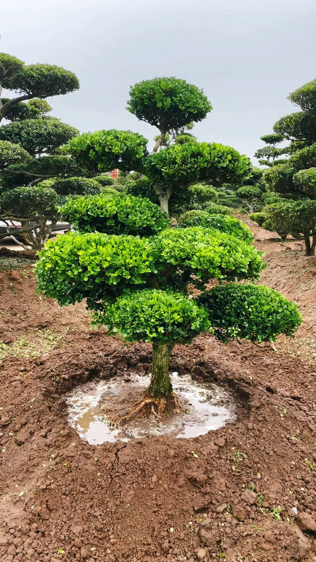 地景瓜子黄杨造型树