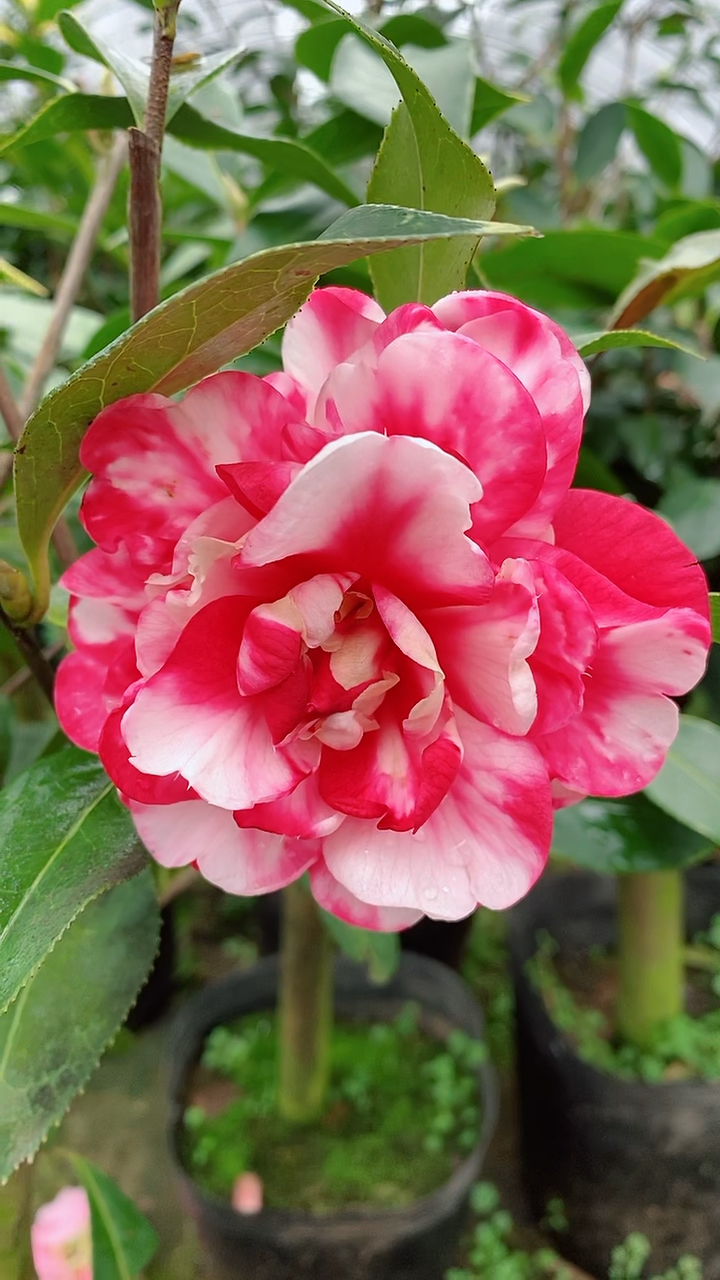 斑探戈茶花开品鉴赏!