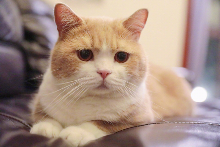 音为有你#爱皱眉的猫咪