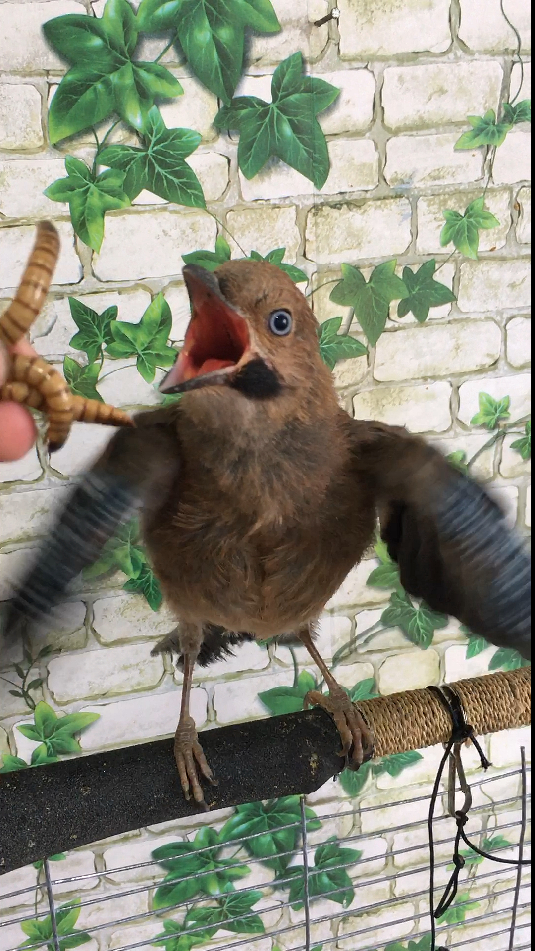 好家伙牛屎八哥看见虫吓得直叫