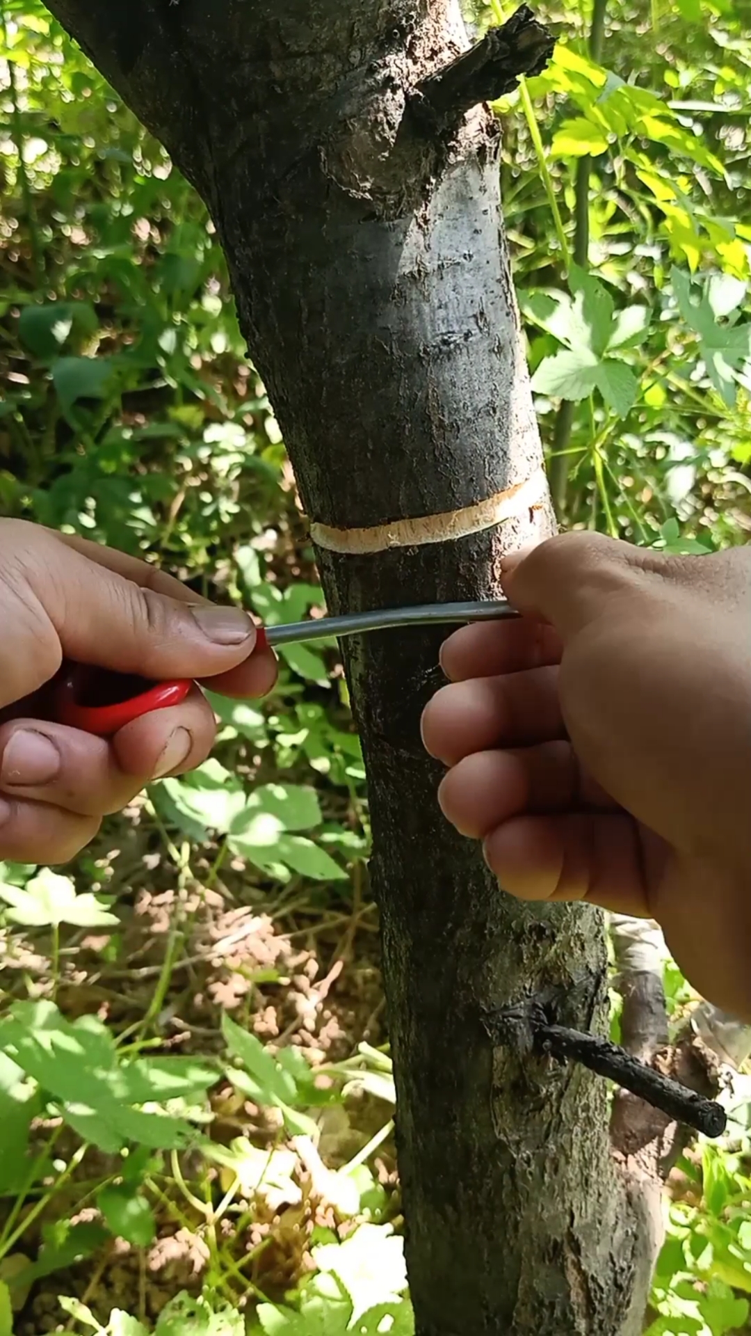 嫁接技术#核桃科学环割,促使花芽分化,提高千倍产量