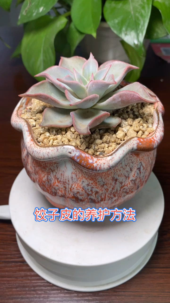 有一种可爱叫多肉饺子皮多肉的养护多肉植物的养殖