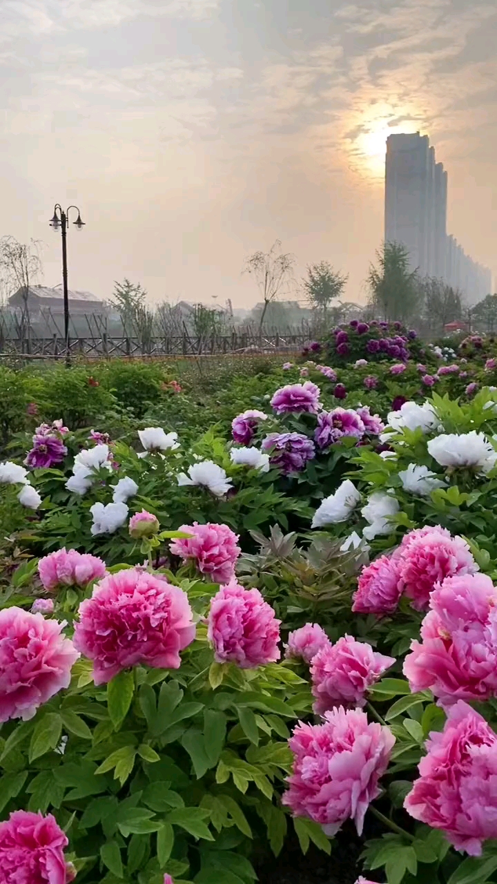 这就是祖国的花朵～,牡丹花