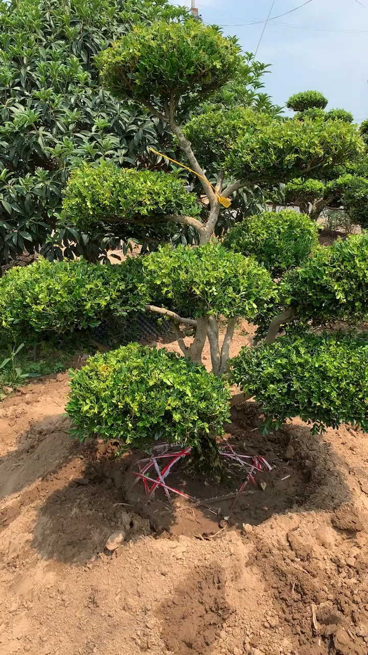 瓜子黄杨造型树家有黄杨富贵吉祥四季常青不落叶耐寒耐旱南北方都可以