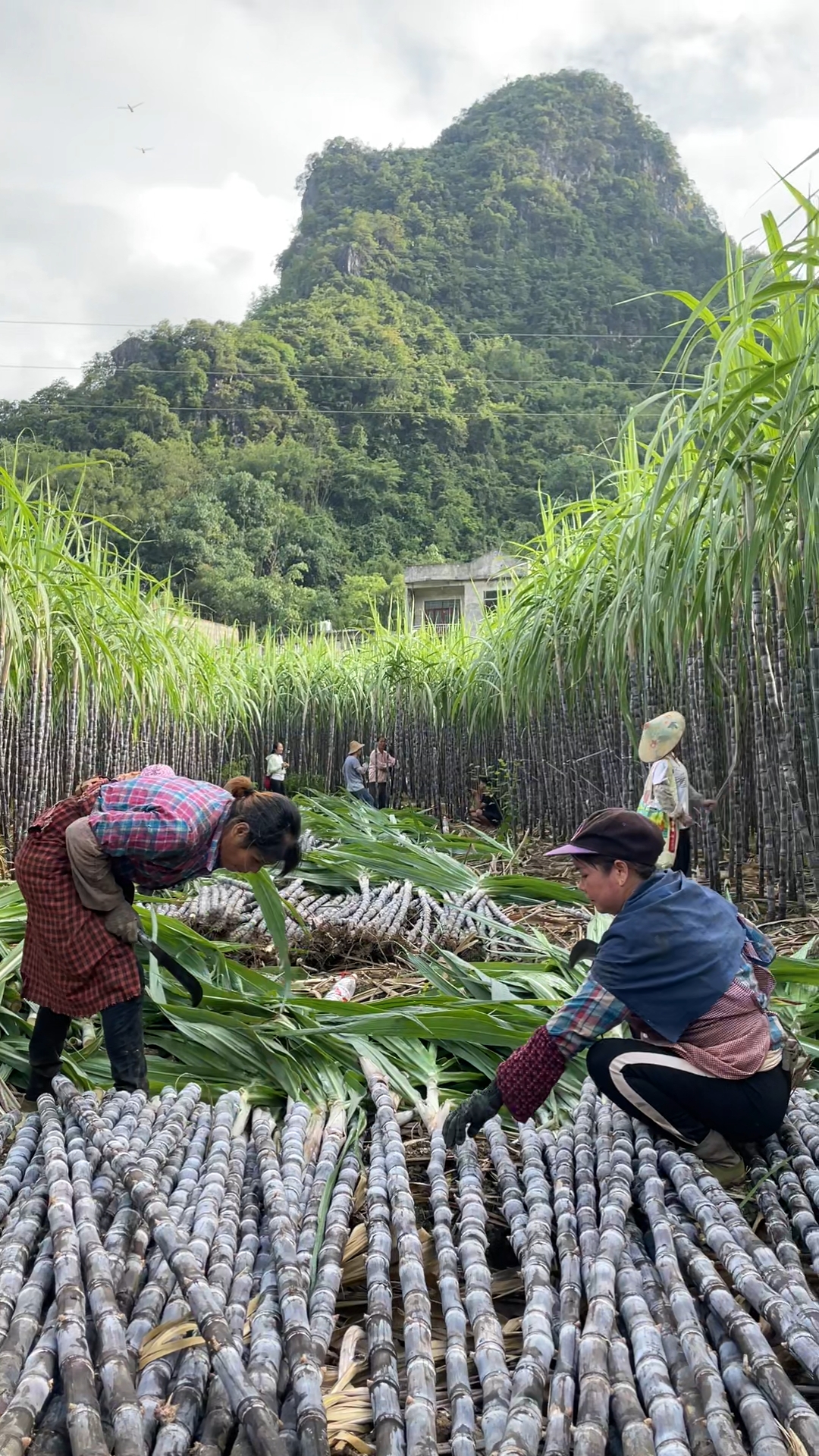 甘蔗#忙忙碌碌又一年,广西崇左龙州县早熟的黑皮甘蔗收尾了