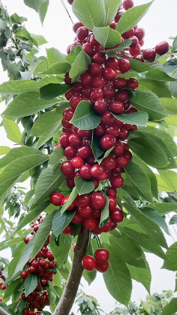 弗里斯科櫻桃樹苗基地批發,矮化早熟火箭櫻桃苗批發價格-度小視