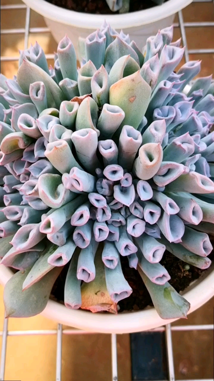 多肉植物#既漂亮又可爱的猪鼻子,你被它的天真无邪给打动了吗?