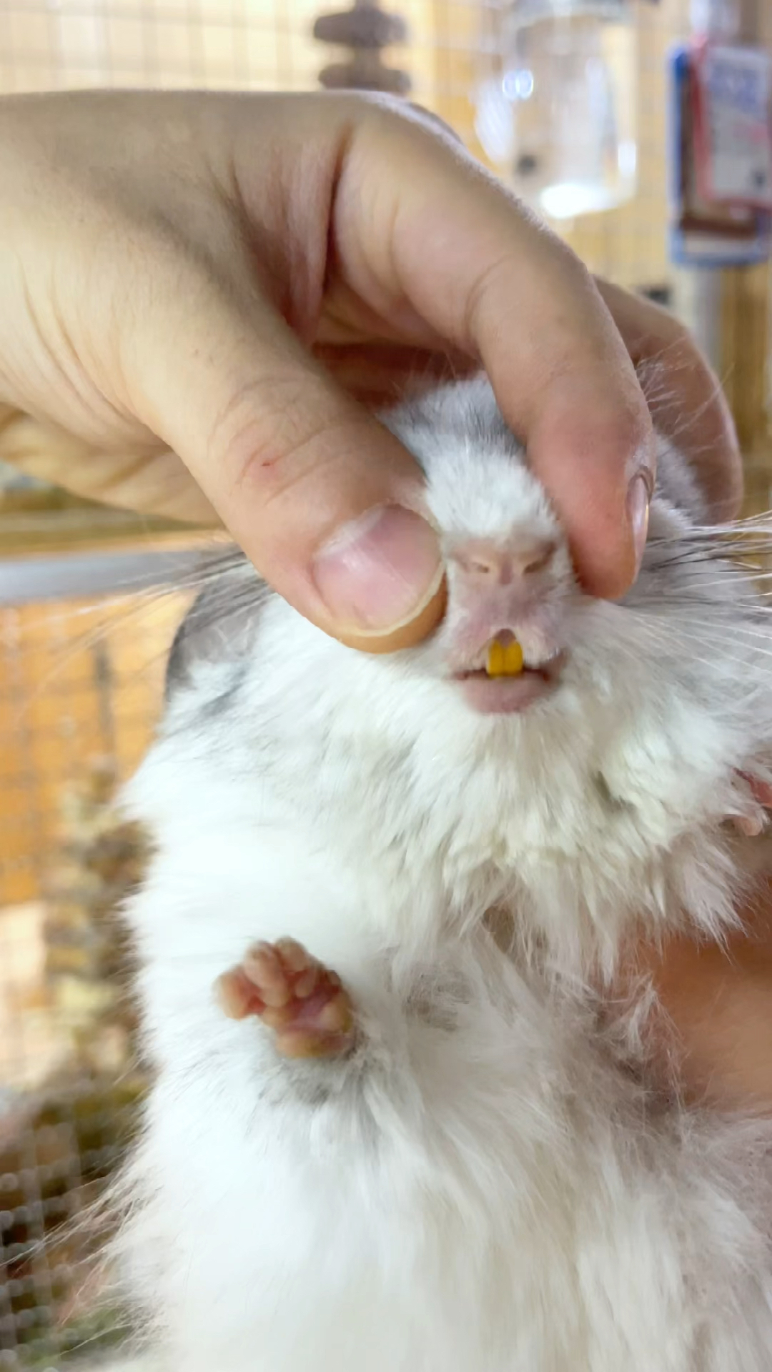 万元奖金争夺赛#龙猫健康就看牙齿黄不黄