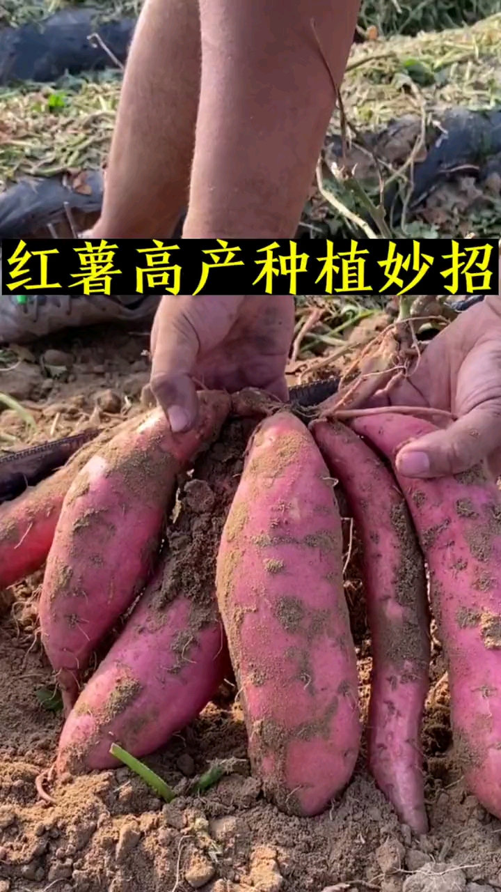 红薯高产种植水平栽种每个节点都可以结出红薯,结薯且