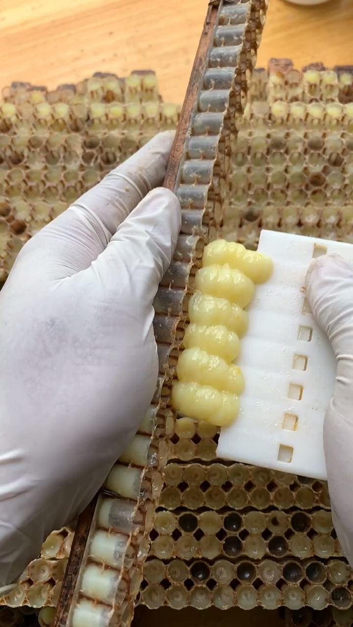 你好,夏天#纯天然蜂王浆都是手工挖出来,营养丰富