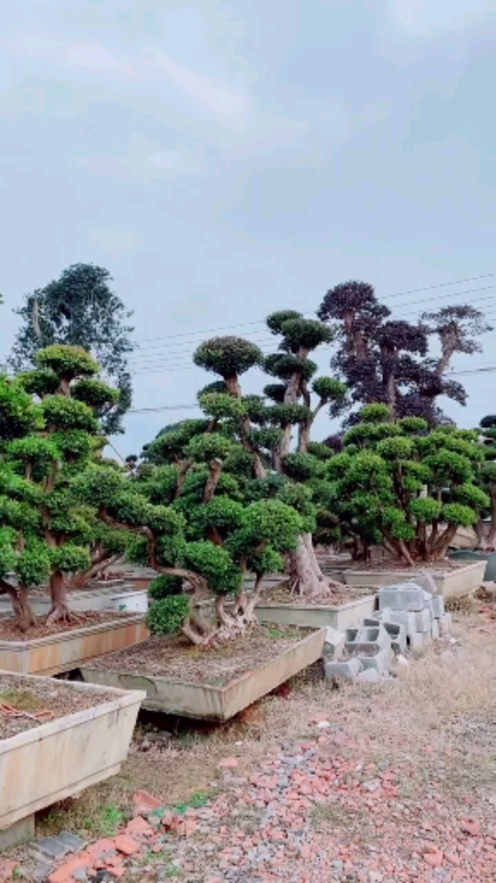 小叶赤楠造型树,四季常青不落叶