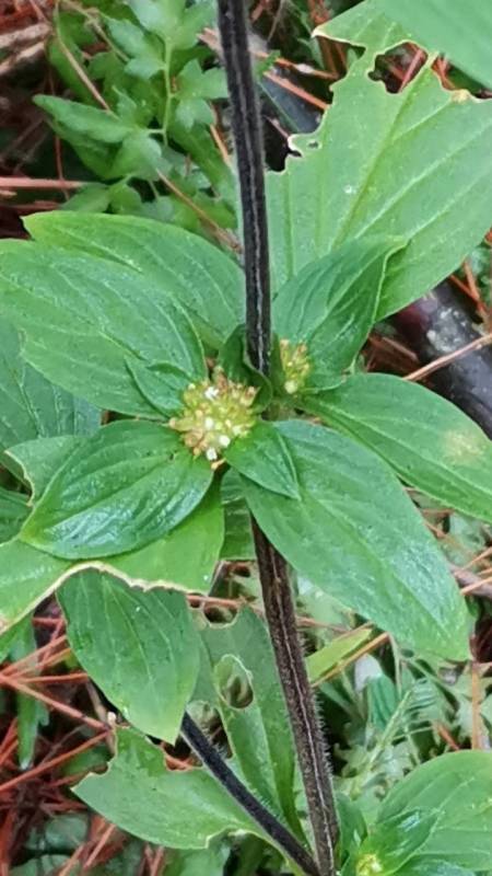 花卉绿植#认识植物:雾水葛,阔叶丰花草和糯米团-度小视