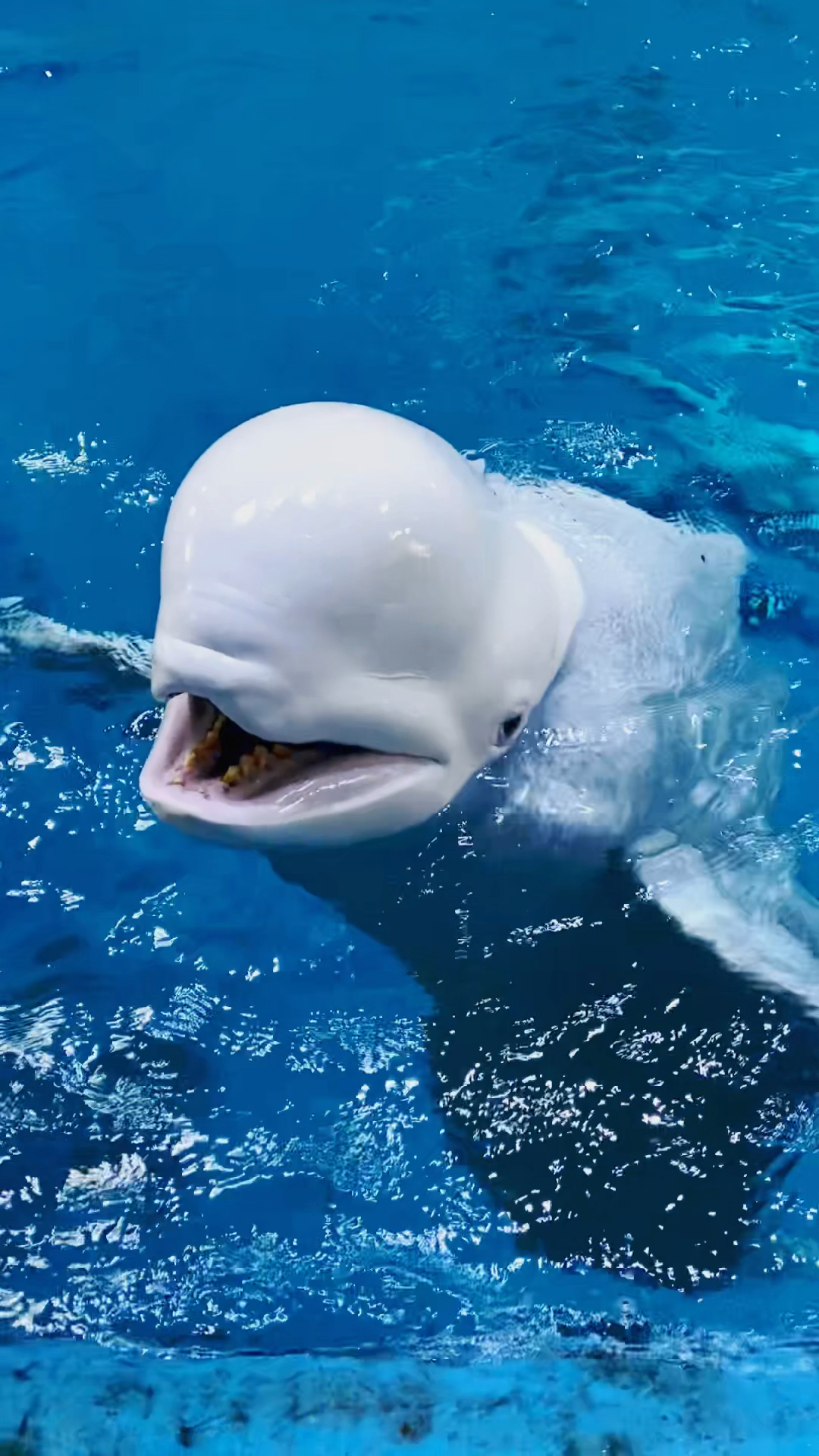 家有萌宠#大白小可爱上线了