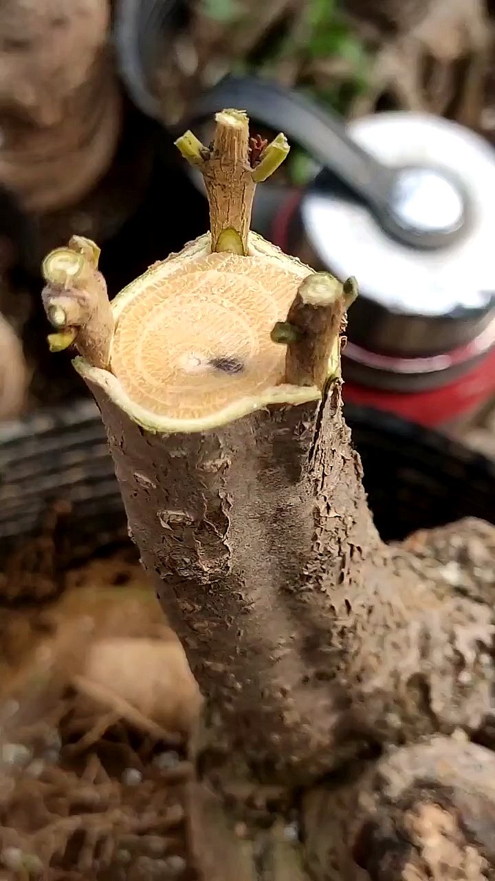 春日小视频有奖征集活动#桂花树嫁接老桩采用插皮嫁接,对齐形成层