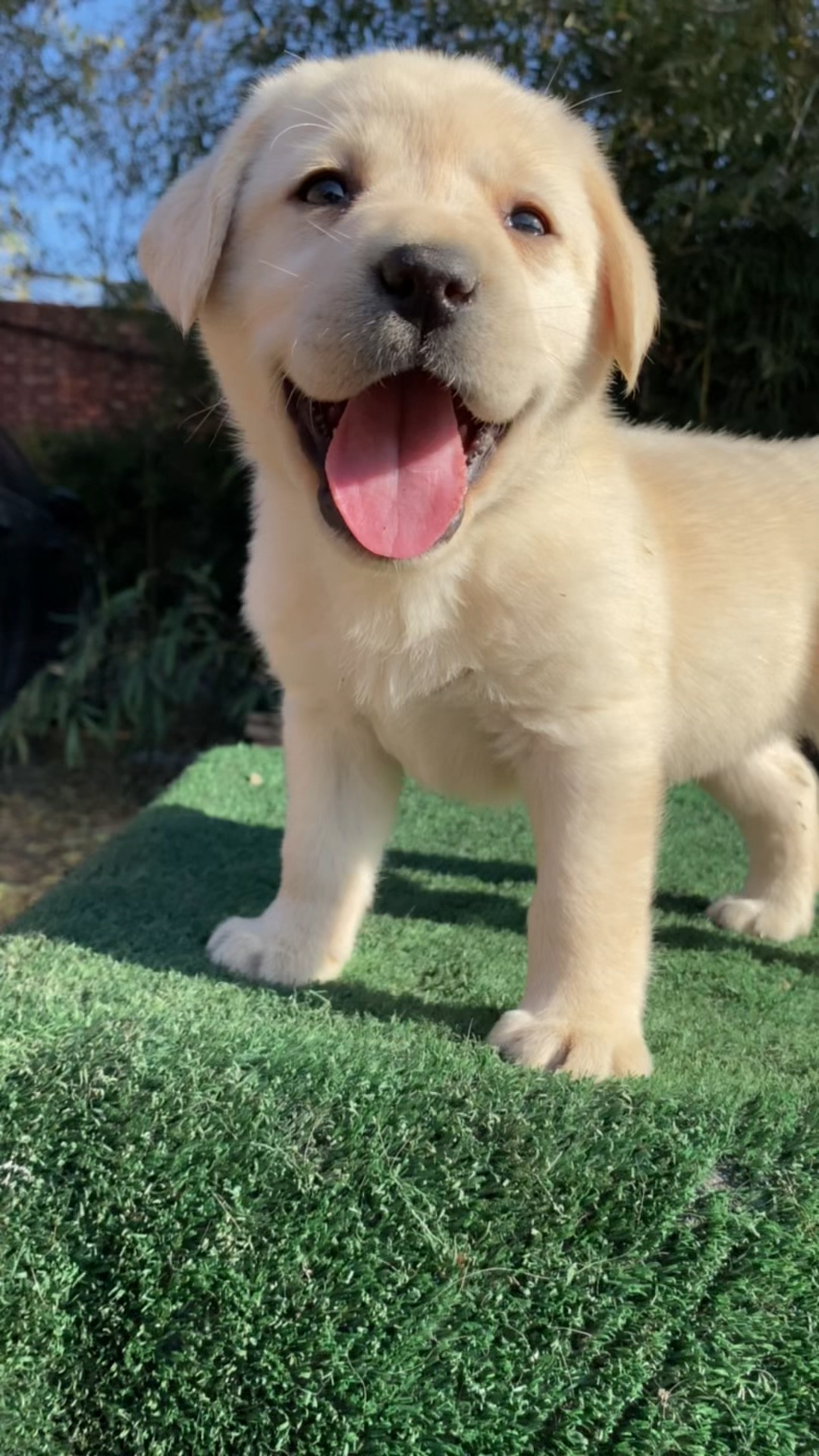 拉布拉多#拉布拉多幼犬,黄色妹妹一只-度小视