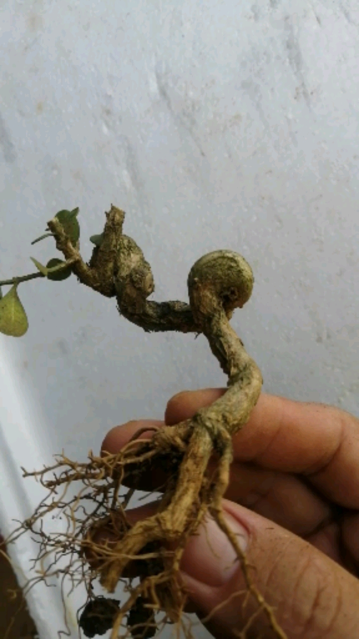 盆景#打弯的小黄杨