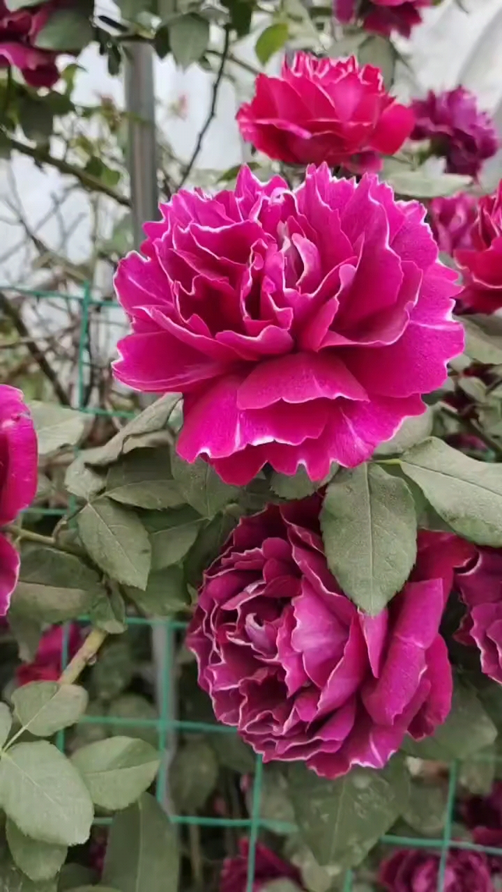 爬藤月季紫袍玉带大花浓香型多季节开花