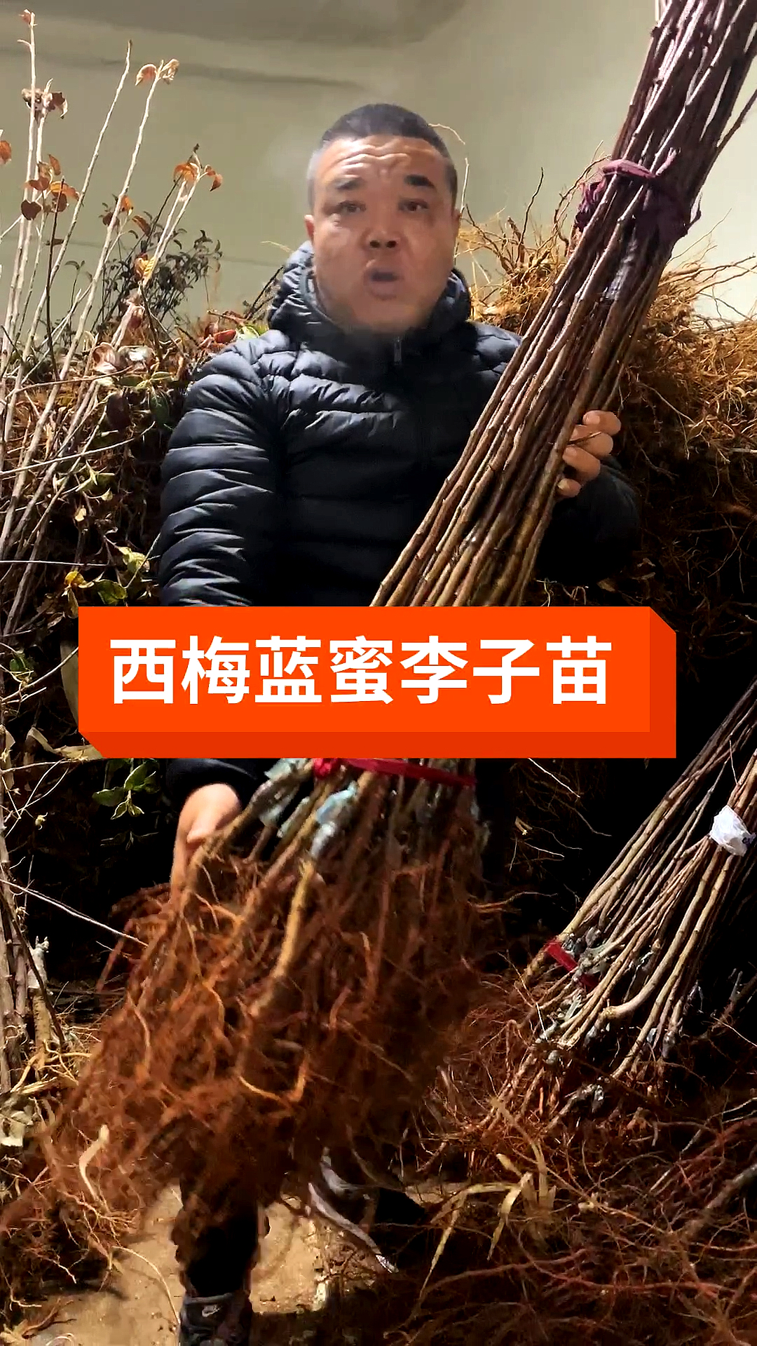 服务三农,服务百姓#西梅蓝蜜李子苗