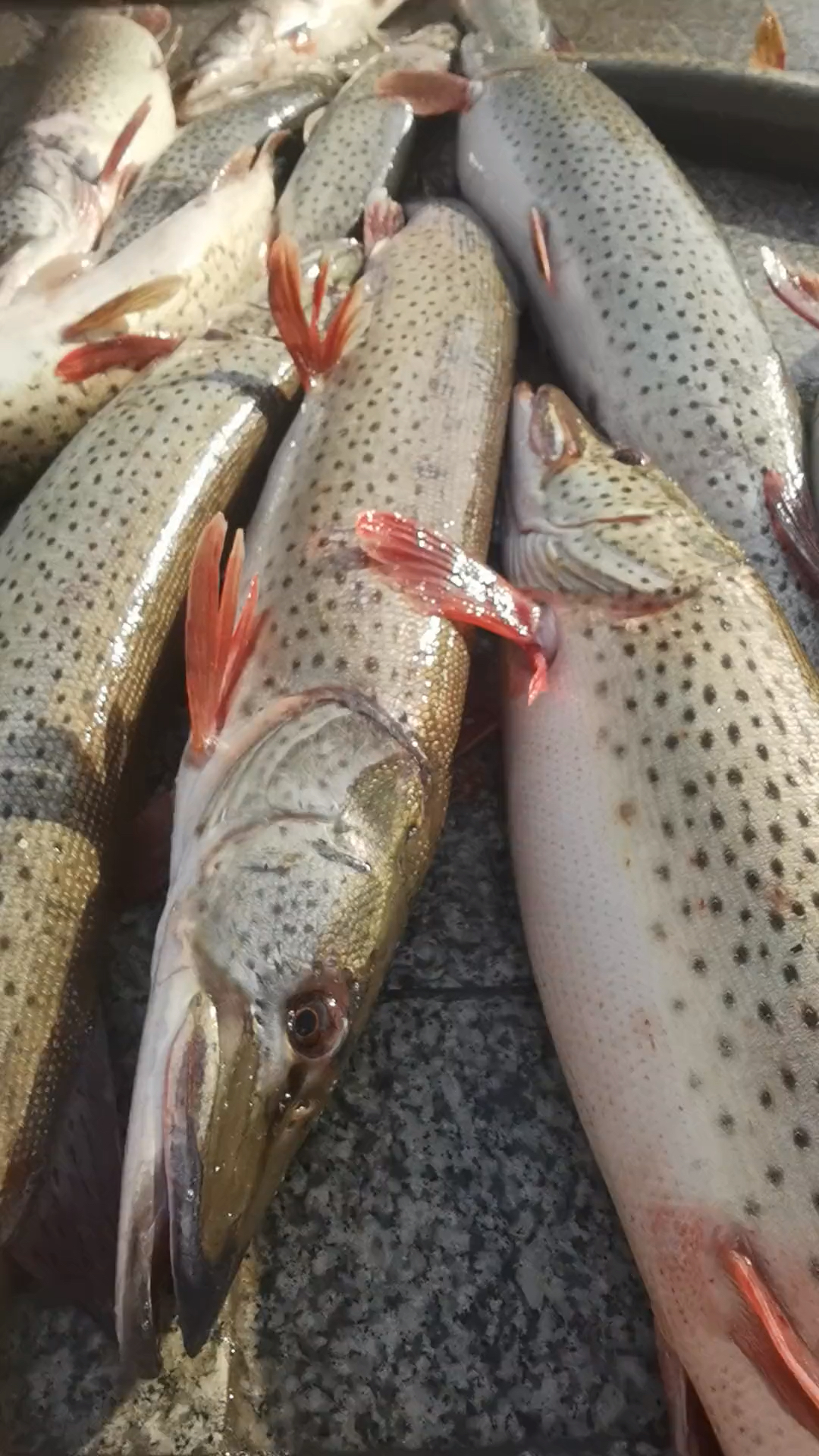 记录生活纯乌苏里江大狗鱼红烧包饺子老鲜了