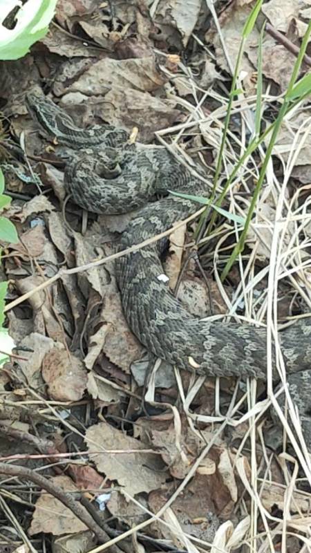 土球子,学名乌苏里蝮,别称草上飞,七寸子,是小型的毒蛇,大兴安岭漠河