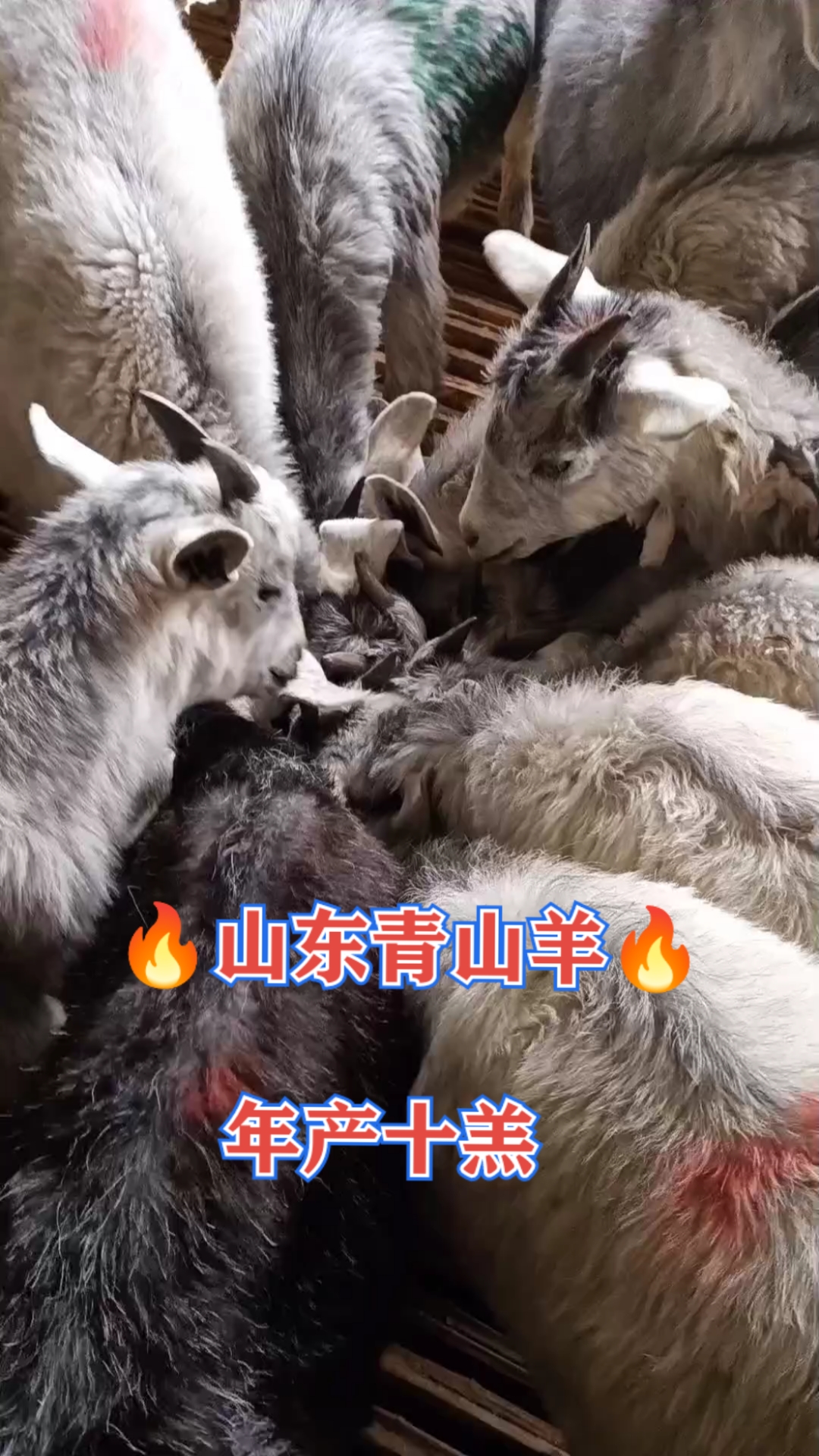 牛羊养殖#山东青山羊俗称"狗羊"鲁西南独有品种,其肉质鲜嫩,价格肮篌