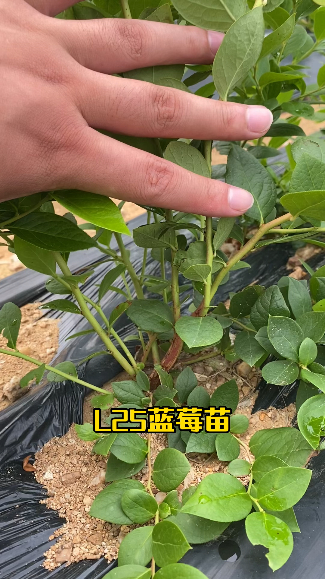 l25蓝莓苗品种介绍,l25蓝莓苗地栽苗