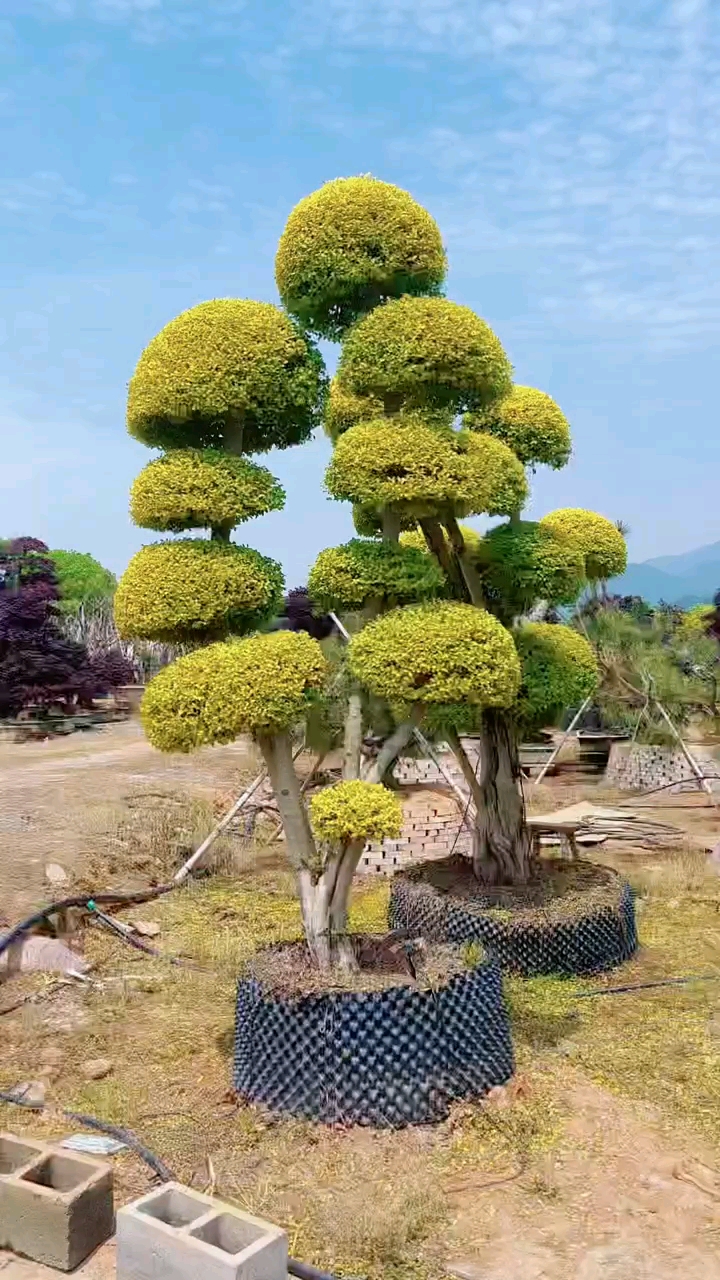 亮晶女贞造型树四季不落叶适合庭院别墅农家小院栽植