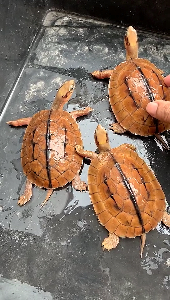 越南金钱龟,公子,喜爱金钱龟的朋友加关注,谢谢!