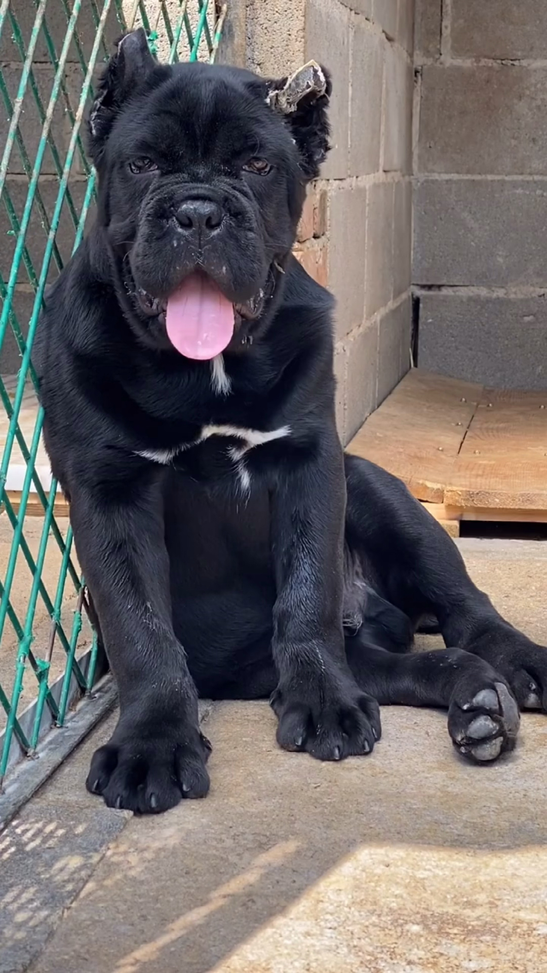 卡斯罗犬#带刀侍卫卡斯罗