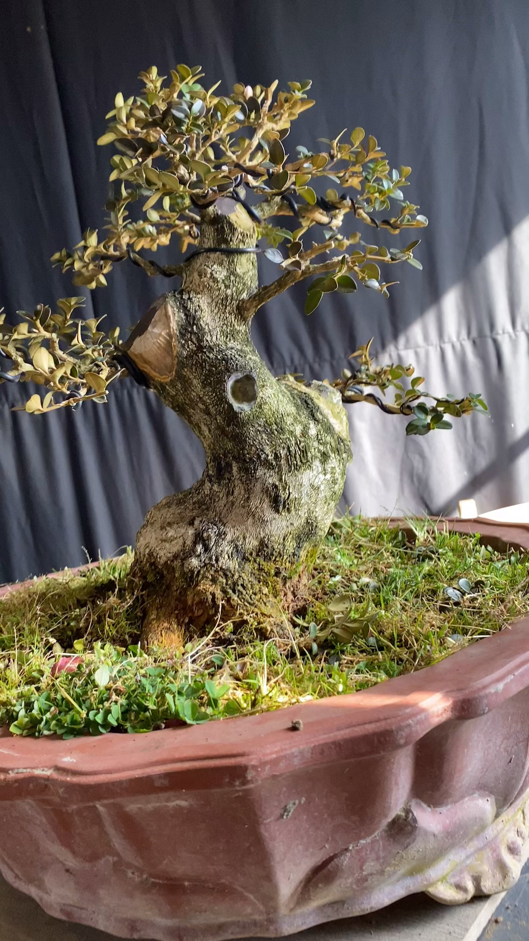 珍珠黄杨矮霸桩