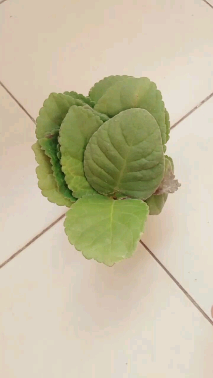 你好秋天#水培芙蓉花叶子