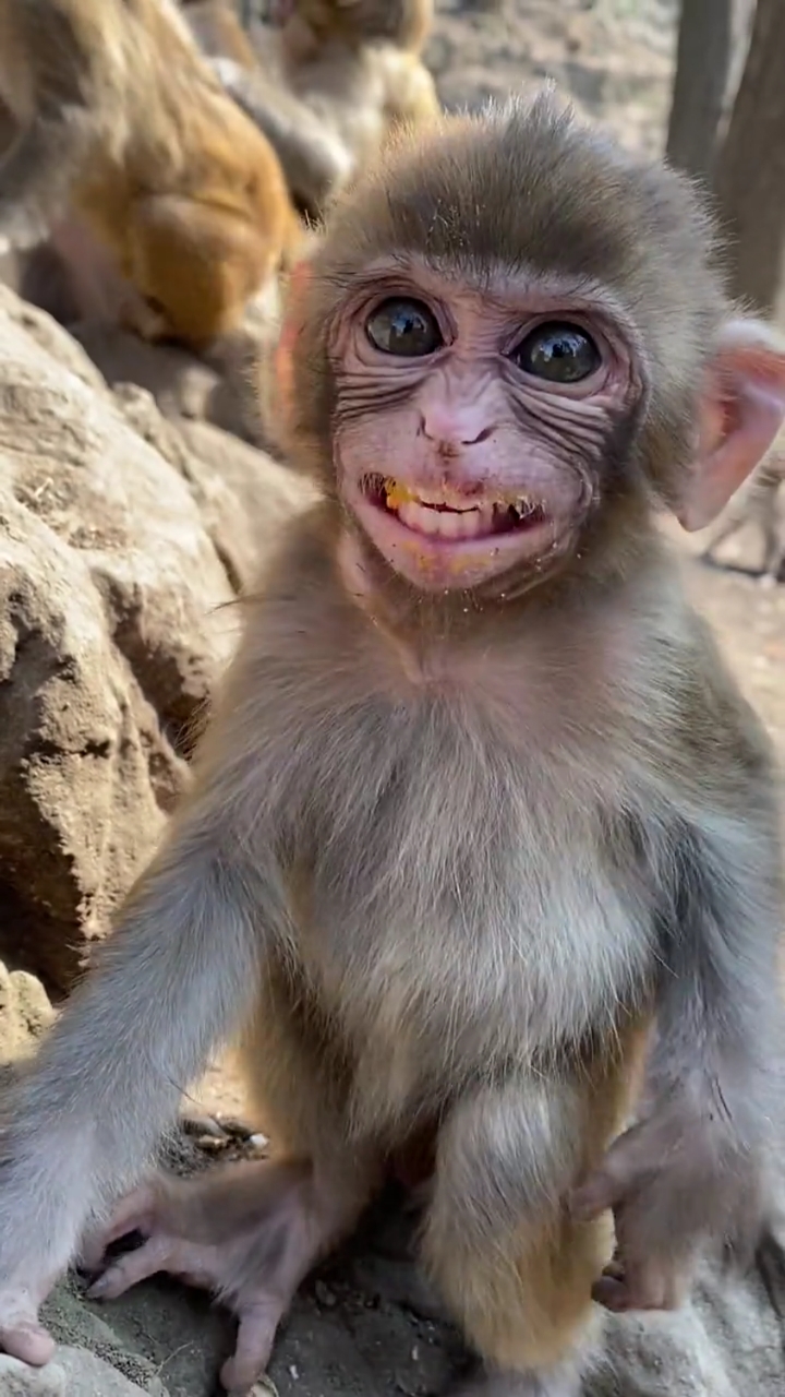 我要上热门#微笑小猴