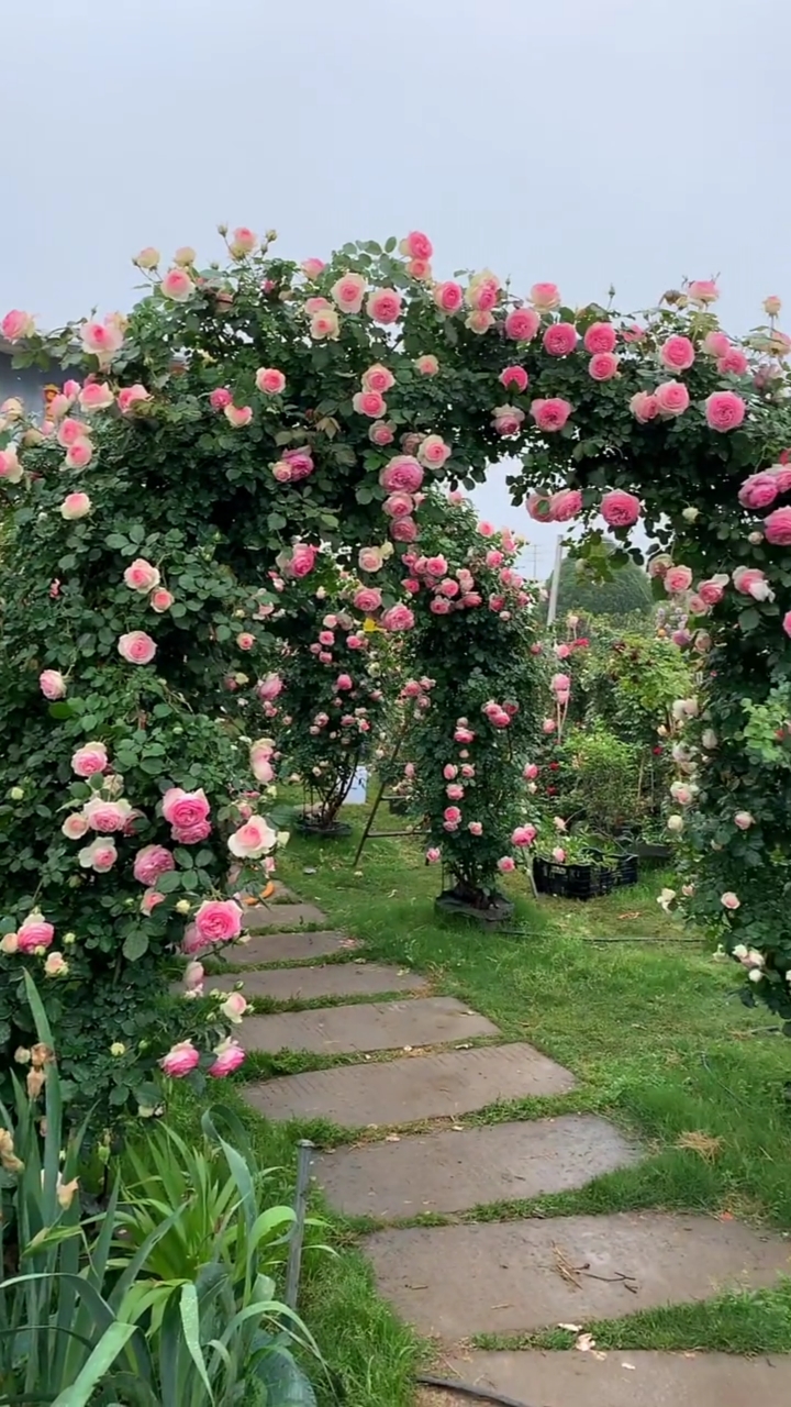 藤本月季粉色龙沙宝石成品拱门