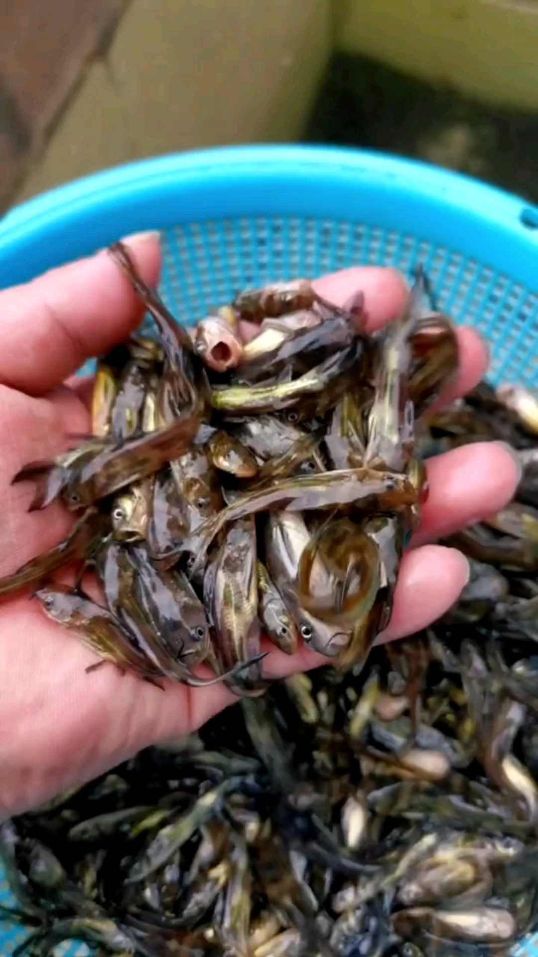 黄颡鱼鱼苗#黄颡鱼又叫"黄辣丁""黄骨鱼"昂刺鱼等!