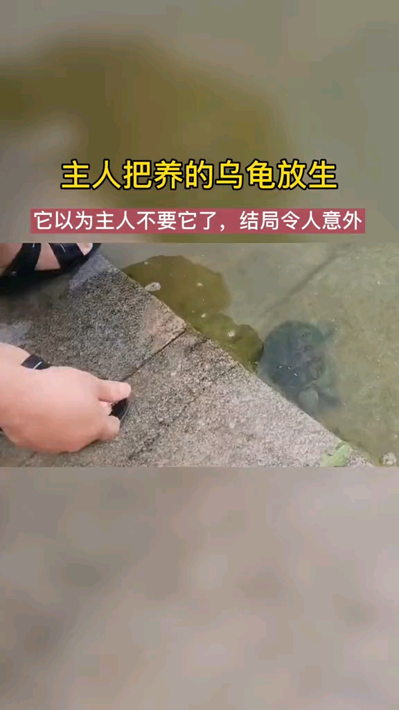 主人将养了三年的乌龟放生,乌龟以为主人不要它了,结局令人意外