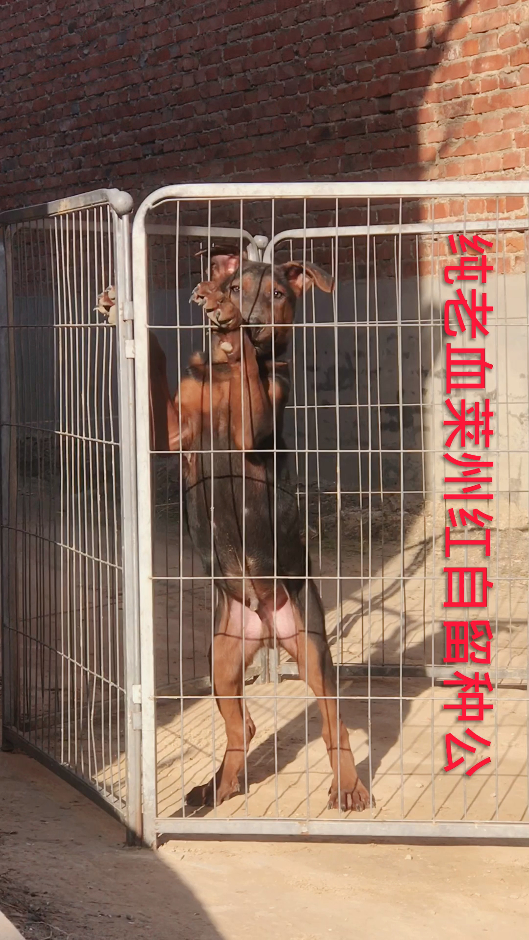 莱州红犬自留纯老血小种公