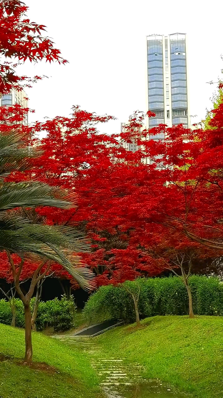 红枫风景树红红火火,耐寒耐旱南北方都可以栽植