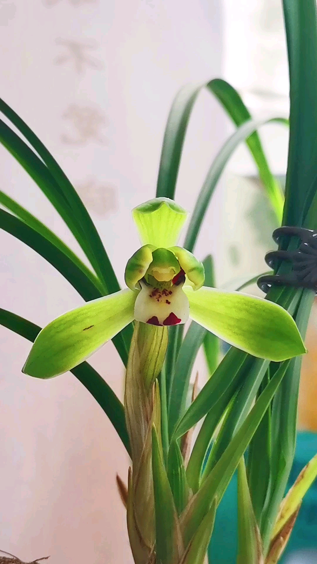 兰花#春兰西子梅,欲把西湖比西子,淡妆浓抹总相宜!-度小视