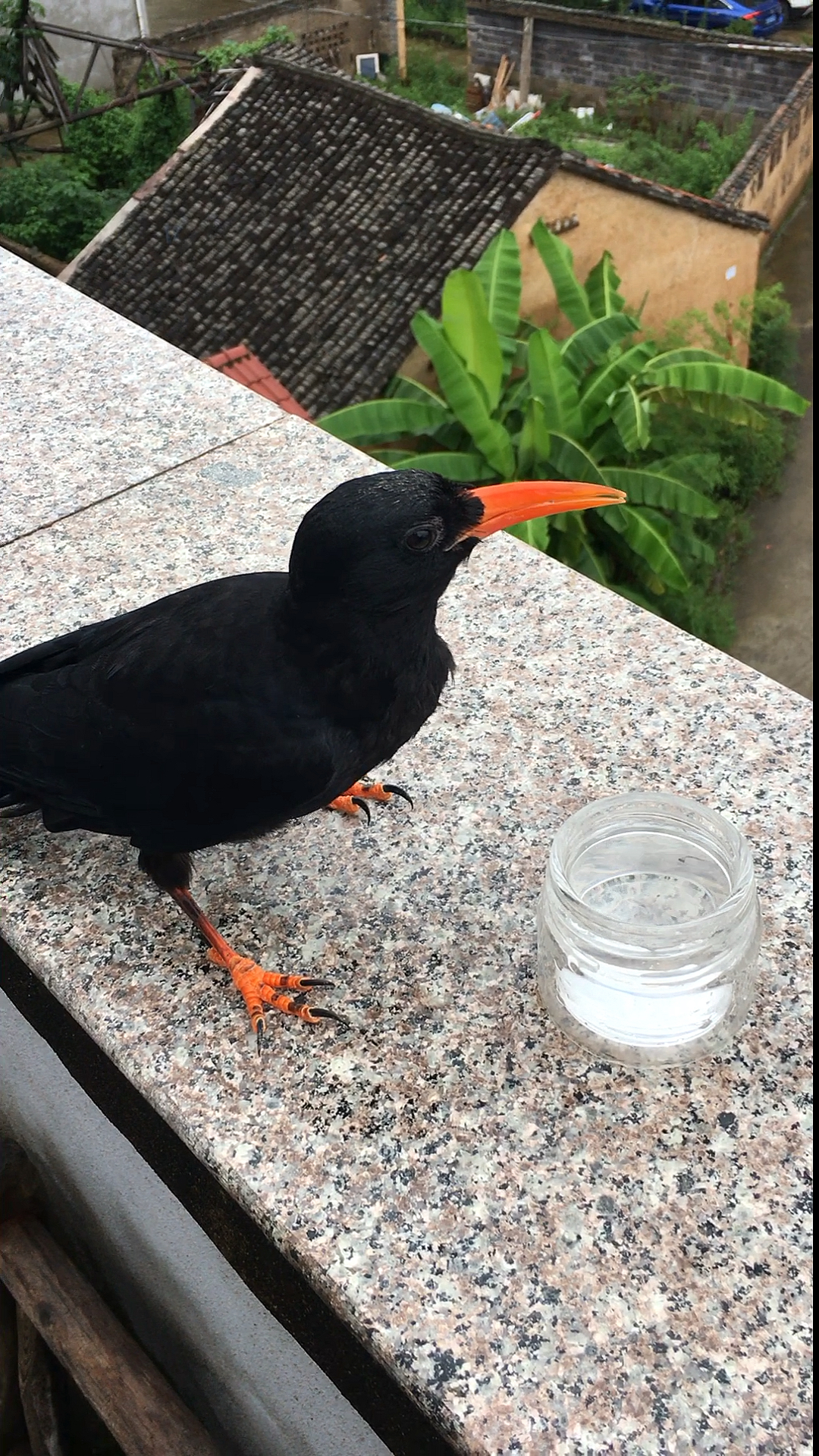 来了一只红嘴小八哥看着一直张嘴巴以为要干嘛!原来是要水喝!-度小视