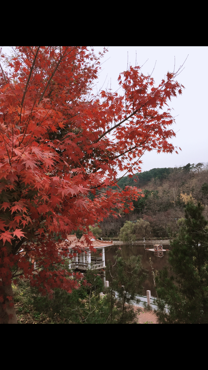 北岭小西湖深秋红枫景观