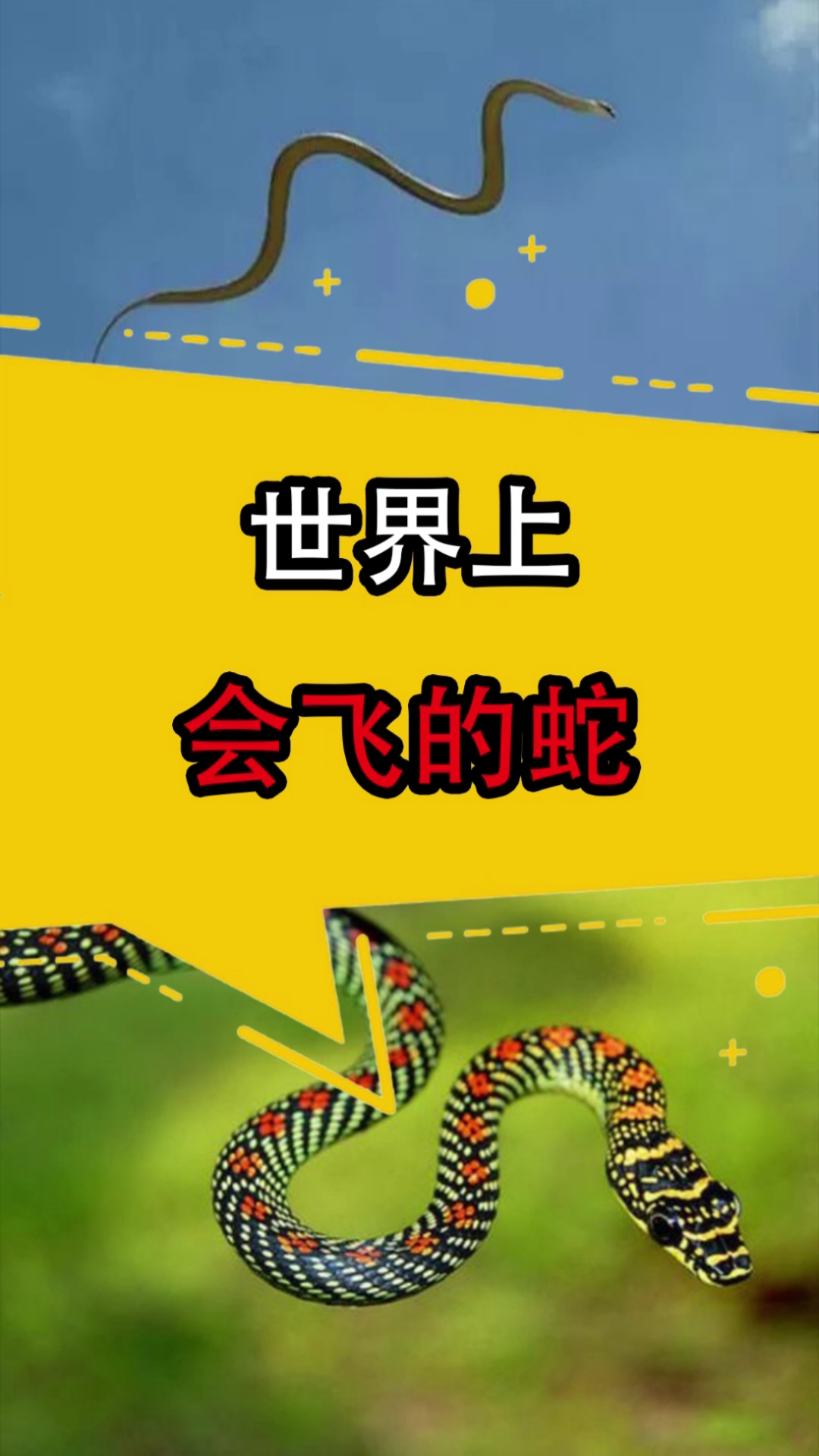 奇闻趣事抢先看#这种会飞的蛇,你听说过吗?