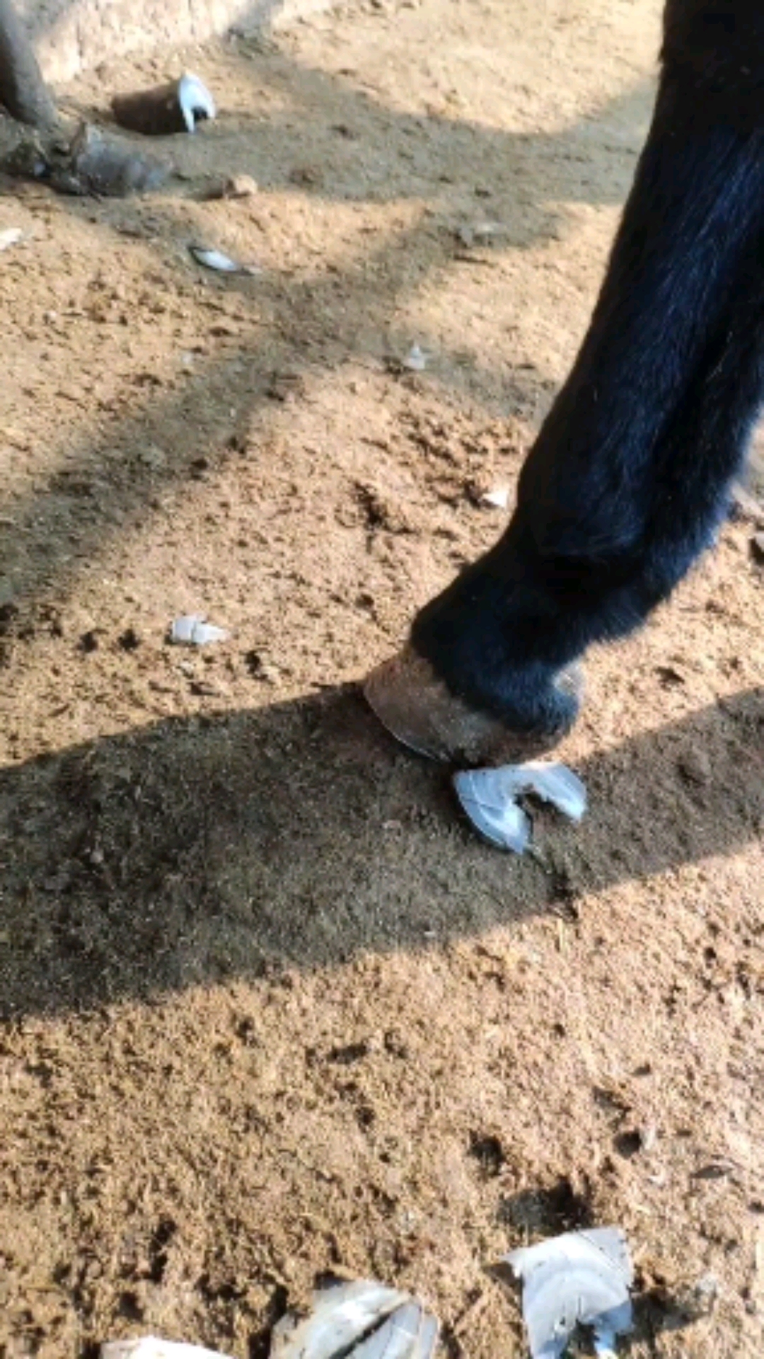 修蹄毛驴修蹄像人剪指甲一样