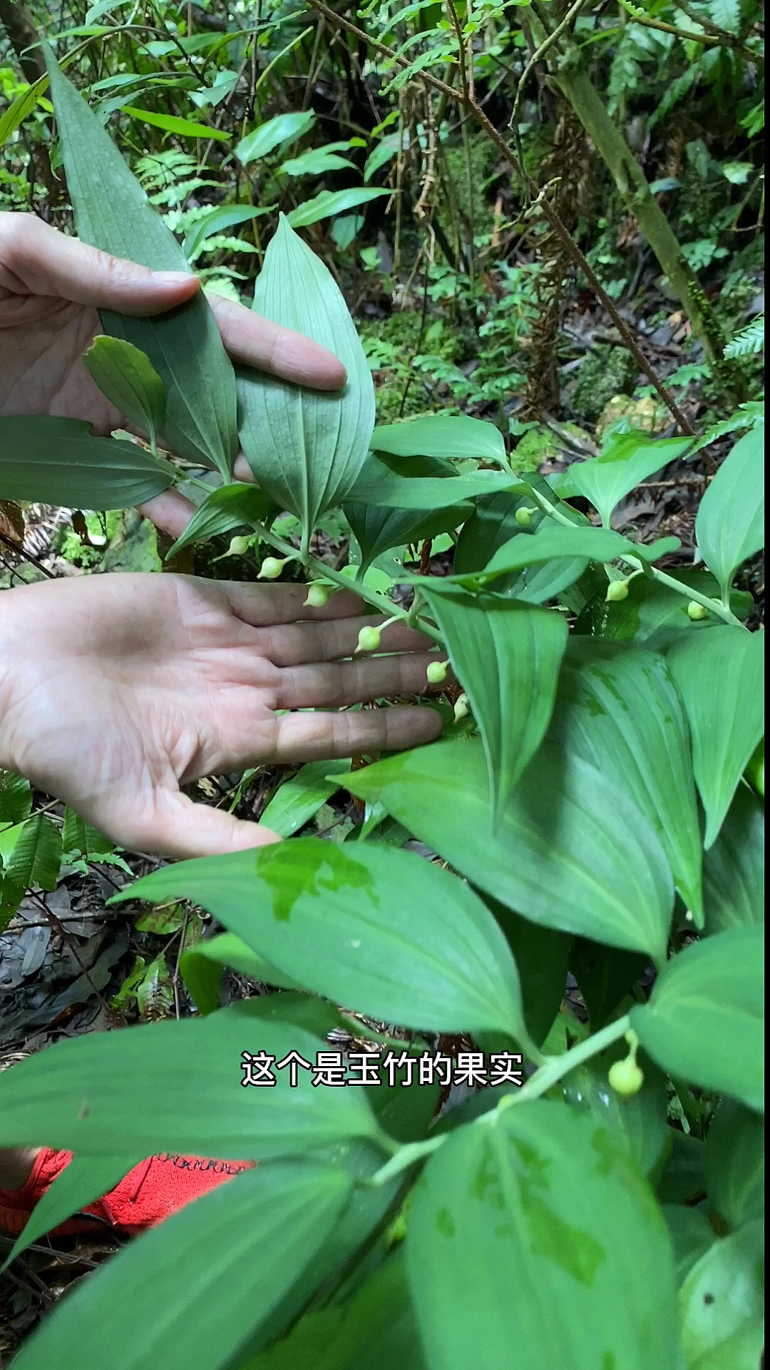 玉竹和黄精傻傻分不清