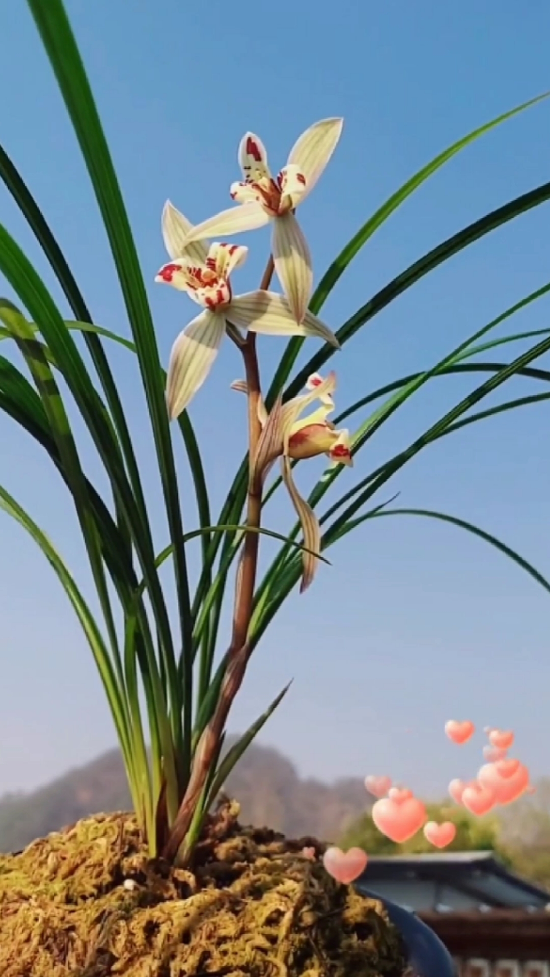 兰花#莲瓣兰满江红