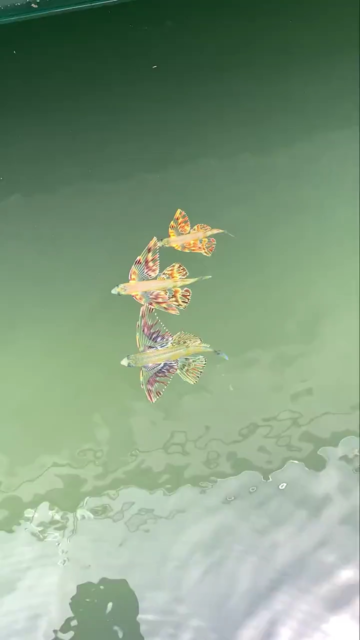 全民小剧场#非常罕见的彩色飞鱼!