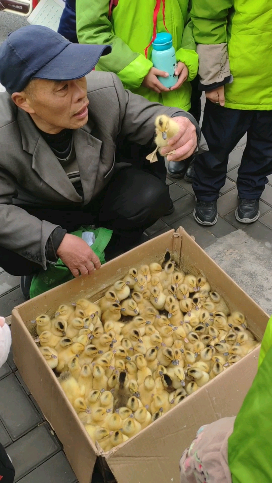 学校门口每天都有卖鸭子的,买了一只回家第二天就死了,为啥养不活?