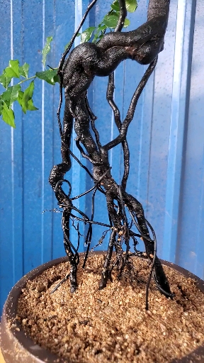 高提根精品金弹子.